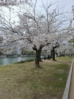 Kirschblüte in Hiroshima