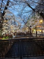 Kirschblüte in Kyoto