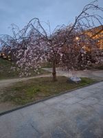 Kirschblüte in Kyoto