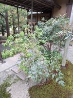 Landschaftsgarten in Nara