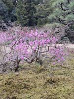 Landschaftsgarten in Nara