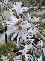 Landschaftsgarten in Nara