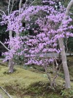 Landschaftsgarten in Nara