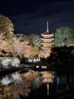 Toji-Tempel in Kyoto - illuminierter Garten