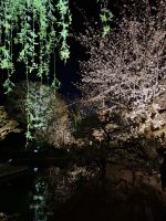 Toji-Tempel in Kyoto - illuminierter Garten