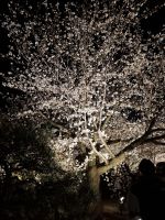 Toji-Tempel in Kyoto - illuminierter Garten