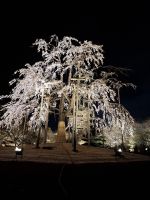 Toji-Tempel in Kyoto - illuminierter Garten