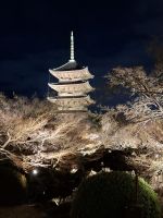 Toji-Tempel in Kyoto - illuminierter Garten