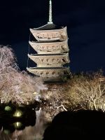 Toji-Tempel in Kyoto - illuminierter Garten