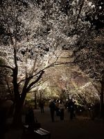 Toji-Tempel in Kyoto - illuminierter Garten