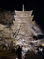 Toji-Tempel in Kyoto - illuminierter Garten