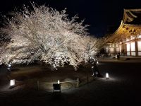 Toji-Tempel in Kyoto - illuminierter Garten