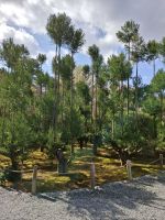 Ryoanji-Tempel in Kyoto