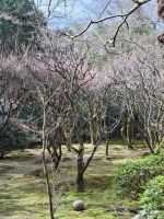 Ryoanji-Tempel in Kyoto