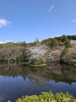 Ryoanji-Tempel in Kyoto