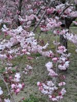 Heian-Schrein in Kyoto