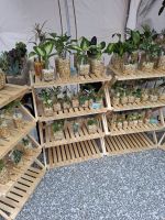 Wochenmarkt in Kyoto