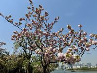 2. Tag: Ankunft in Tokio – Kirschbäume am Hafen im Stadtteil Odaiba