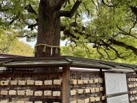 3. Tag: Erkundung von Tokio – Meiji-Schrein