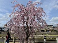 7. Tag: Impressionen aus Takayama – Spaziergang zum Morgenmarkt am Fluss