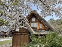 7. Tag: Ausflug nach Shirikawago