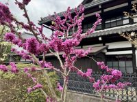 7. Tag: Impressionen aus Takayama – Blühender Baum