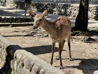 9. Tag: Hiroshima – Sikahirsche auf Miyajima