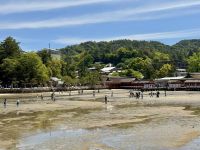 9. Tag: Hiroshima – Itsukushima-Schrein auf Miyajima