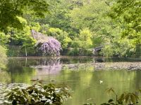 10. Tag: Erkundung von Kyoto – Gartenanlage im Ryoan-ji-Tempel