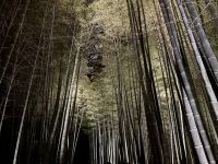 10. Tag: Erkundung von Kyoto – Lichtershow am Kodai-ji-Tempel – Beleuchteter Bambuswald