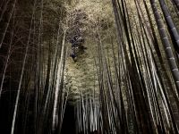 10. Tag: Erkundung von Kyoto – Lichtershow am Kodai-ji-Tempel – Beleuchteter Bambuswald