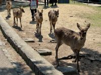 11. Tag: Ausflug nach Nara – Sikahirsche