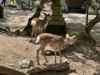 11. Tag: Ausflug nach Nara – Sikahirsche