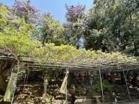 11. Tag: Ausflug nach Nara – Kasuga-Schrein mit vielen Laternen