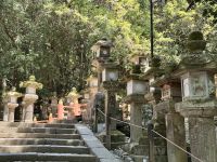 11. Tag: Ausflug nach Nara – Kasuga-Schrein mit vielen Laternen