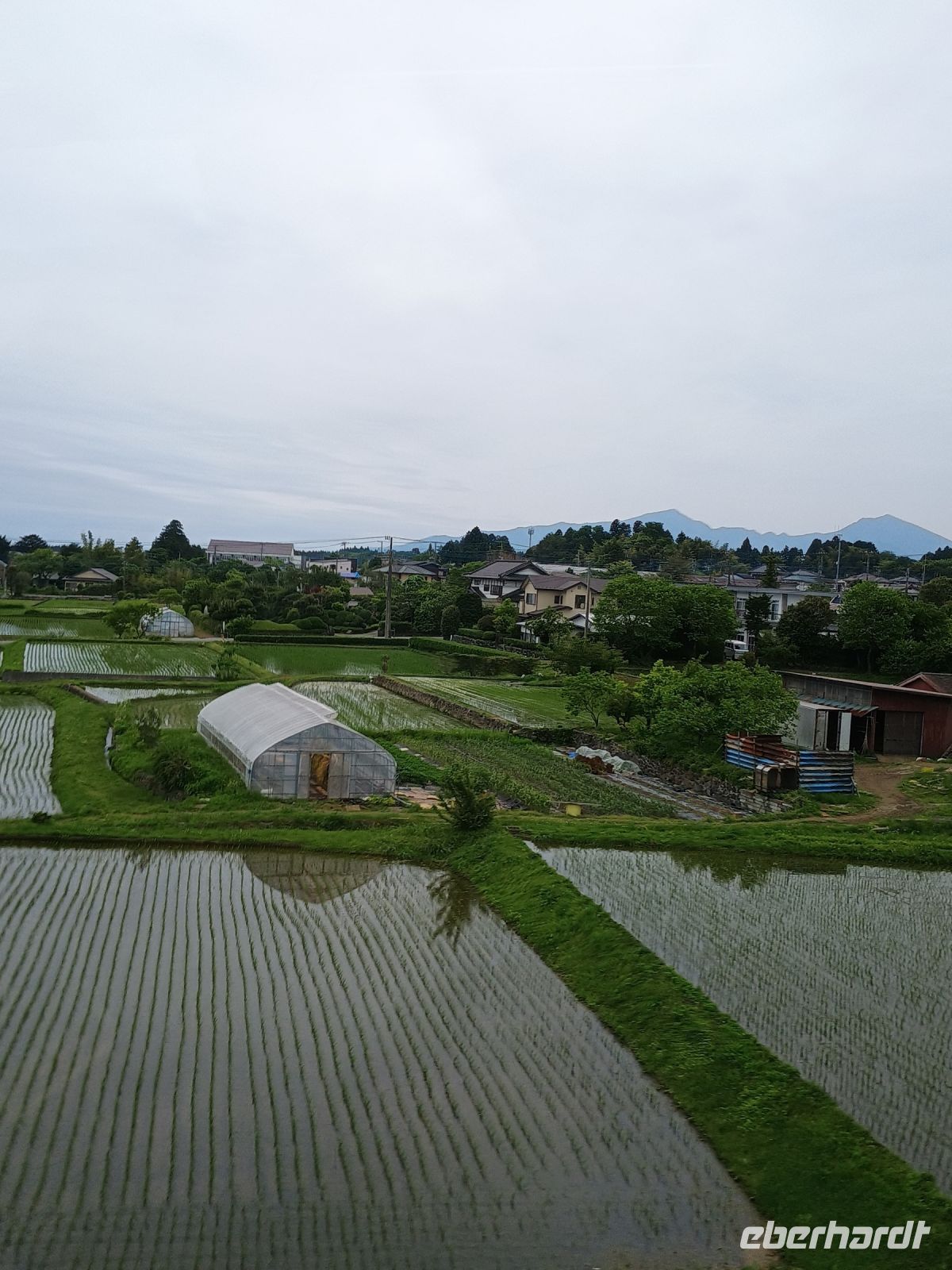 Reisfelder 