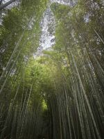 Kyoto Bambuswald 
