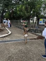 Nara Hirsche Fütterung