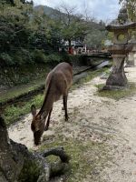 Reh auf Miyajima