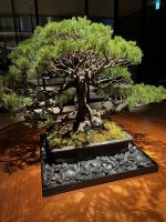 Japanischer Bonsai