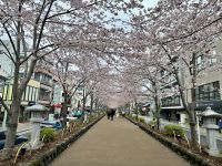 Kamakura - Kirschblüte &ndash; &copy; Sabine Letzybyll (Eberhardt TRAVEL)