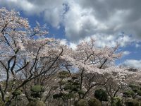 Peace Park - Kirschblüte &ndash; &copy; Sabine Letzybyll (Eberhardt TRAVEL)