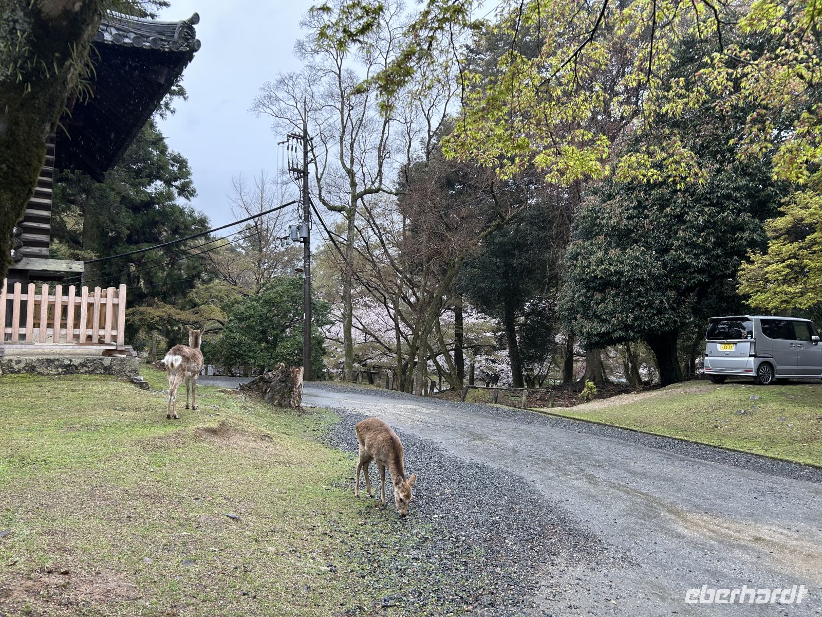 Nara &ndash; &copy;  (Eberhardt TRAVEL)