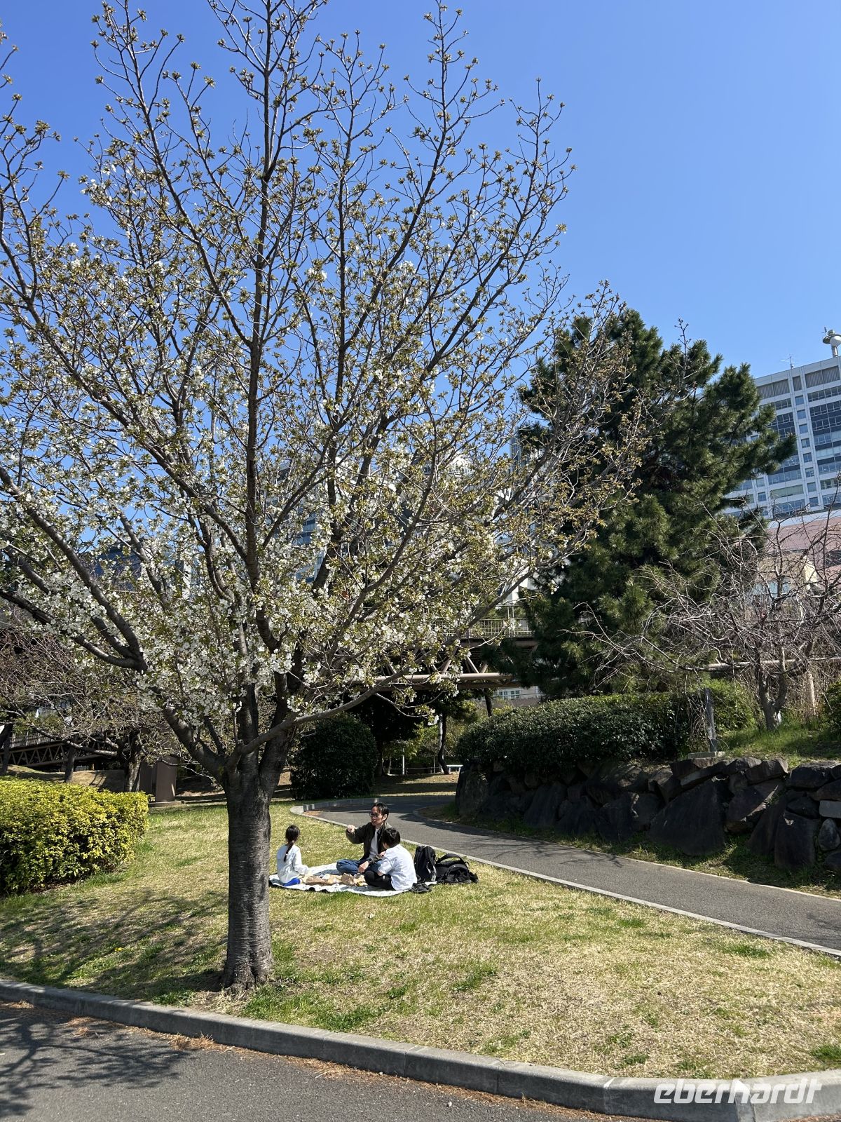 Sakura &ndash; &copy;  (Eberhardt TRAVEL)