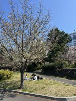 Sakura &ndash; &copy; Mary Dobberkau (Eberhardt TRAVEL)