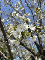 Sakura &ndash; &copy; Mary Dobberkau (Eberhardt TRAVEL)