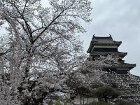 Burg Matsumoto mit Kirschblüte &ndash; &copy; Sabine Letzybyll (Eberhardt TRAVEL)