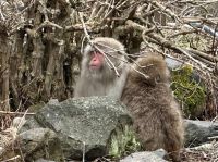 Schnee Affen Park &ndash; &copy; Sabine Letzybyll (Eberhardt TRAVEL)