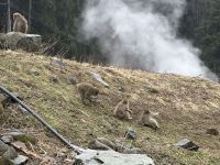 Schnee Affen Park &ndash; &copy; Sabine Letzybyll (Eberhardt TRAVEL)