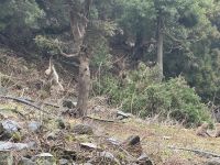 Schnee Affen Park &ndash; &copy; Sabine Letzybyll (Eberhardt TRAVEL)